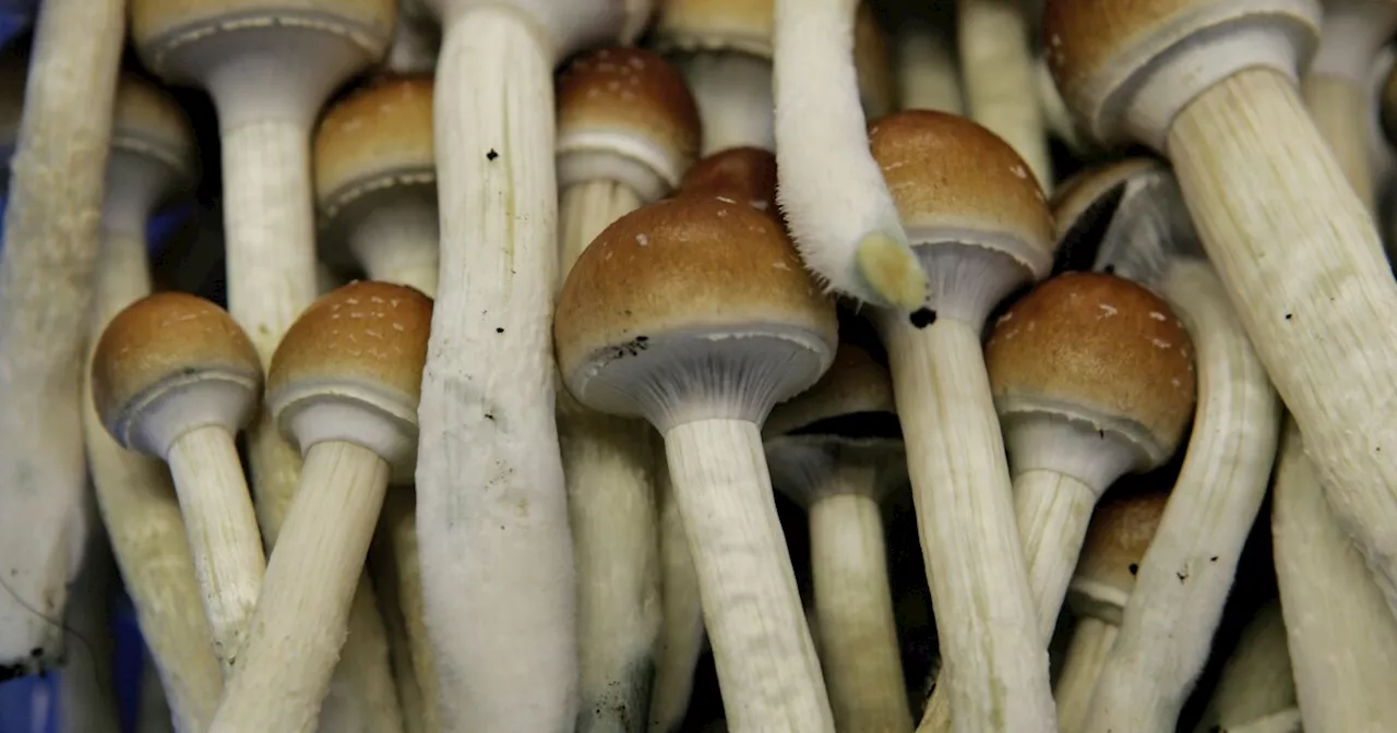 Cleveland Clinic researches magic mushrooms as potential mental health treatment