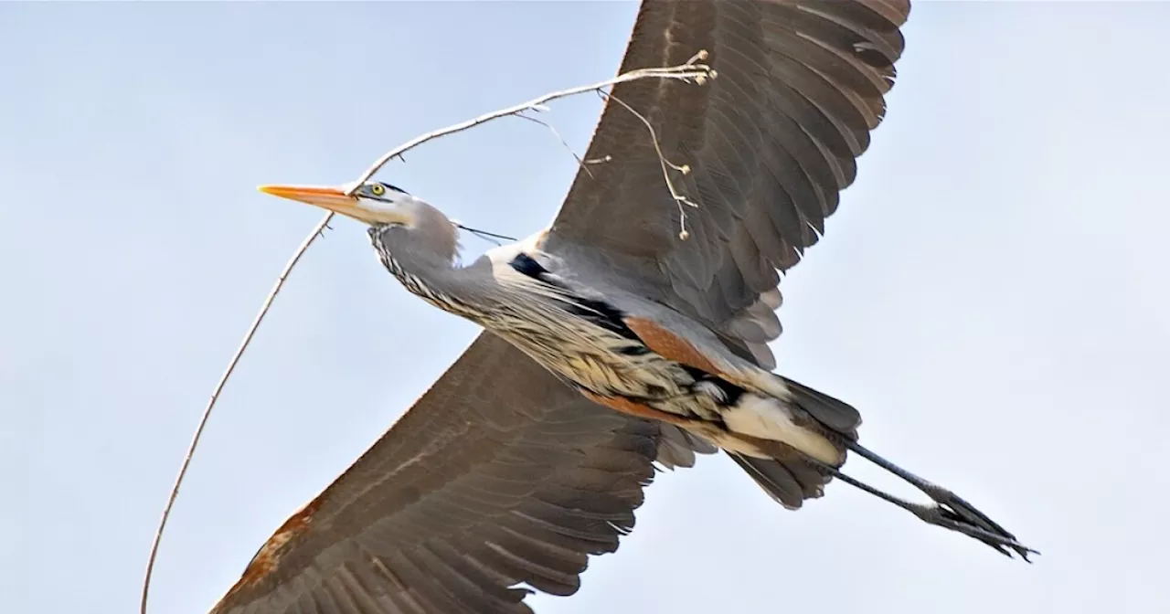 Great Blue Herons Nesting in Cuyahoga Valley National Park