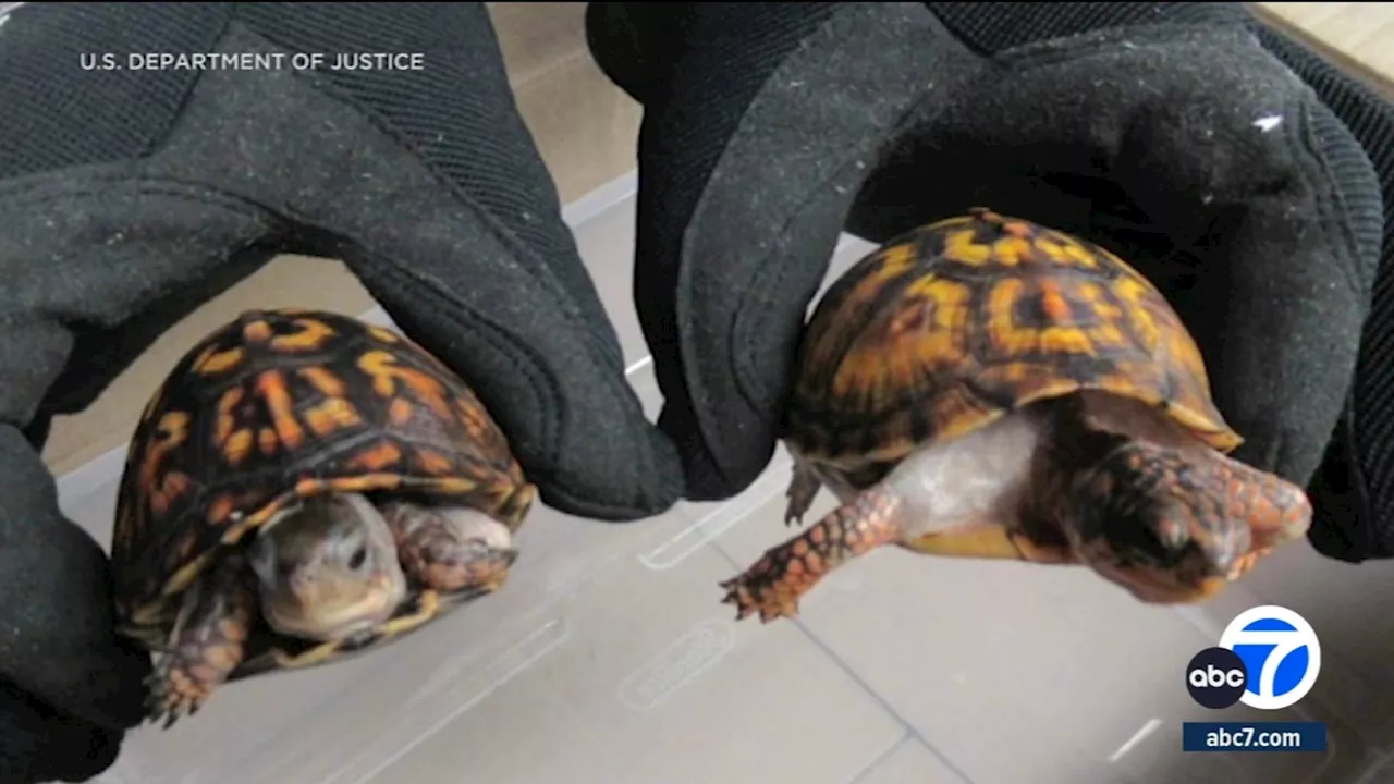 Man charged with trafficking protected turtles found concealed in socks