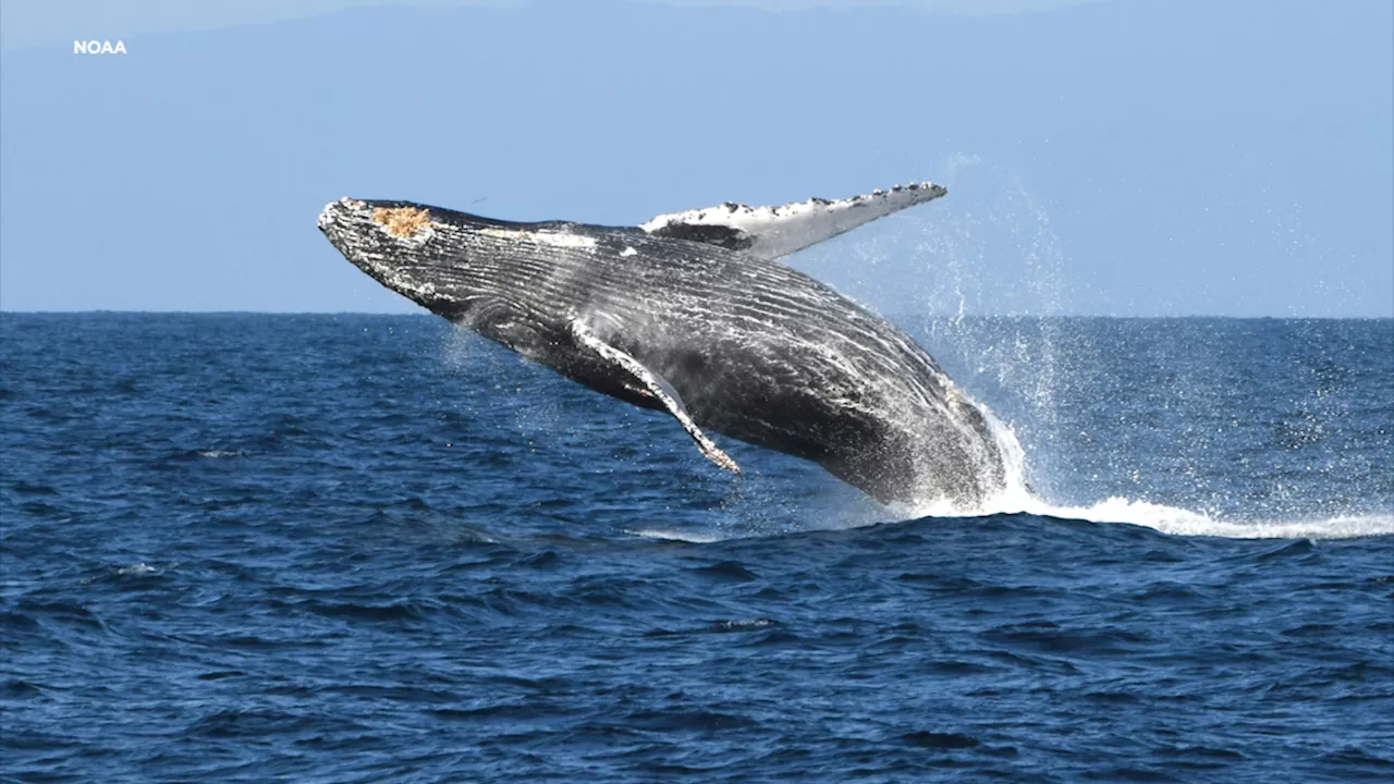 Marine heat wave deadly for starving humpback whales, study says