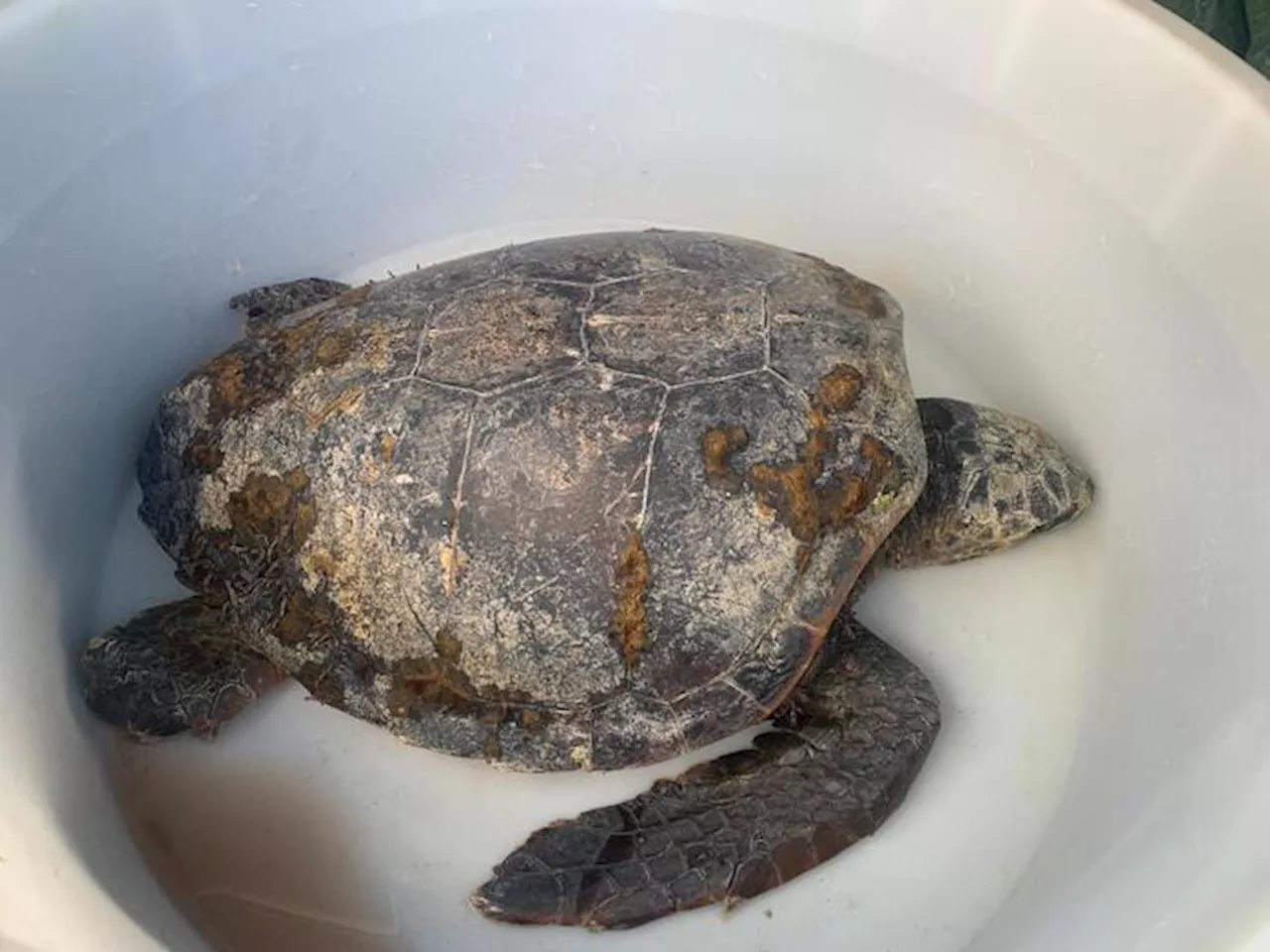 Una Caretta caretta e un delfino morti in due spiagge della Sardegna