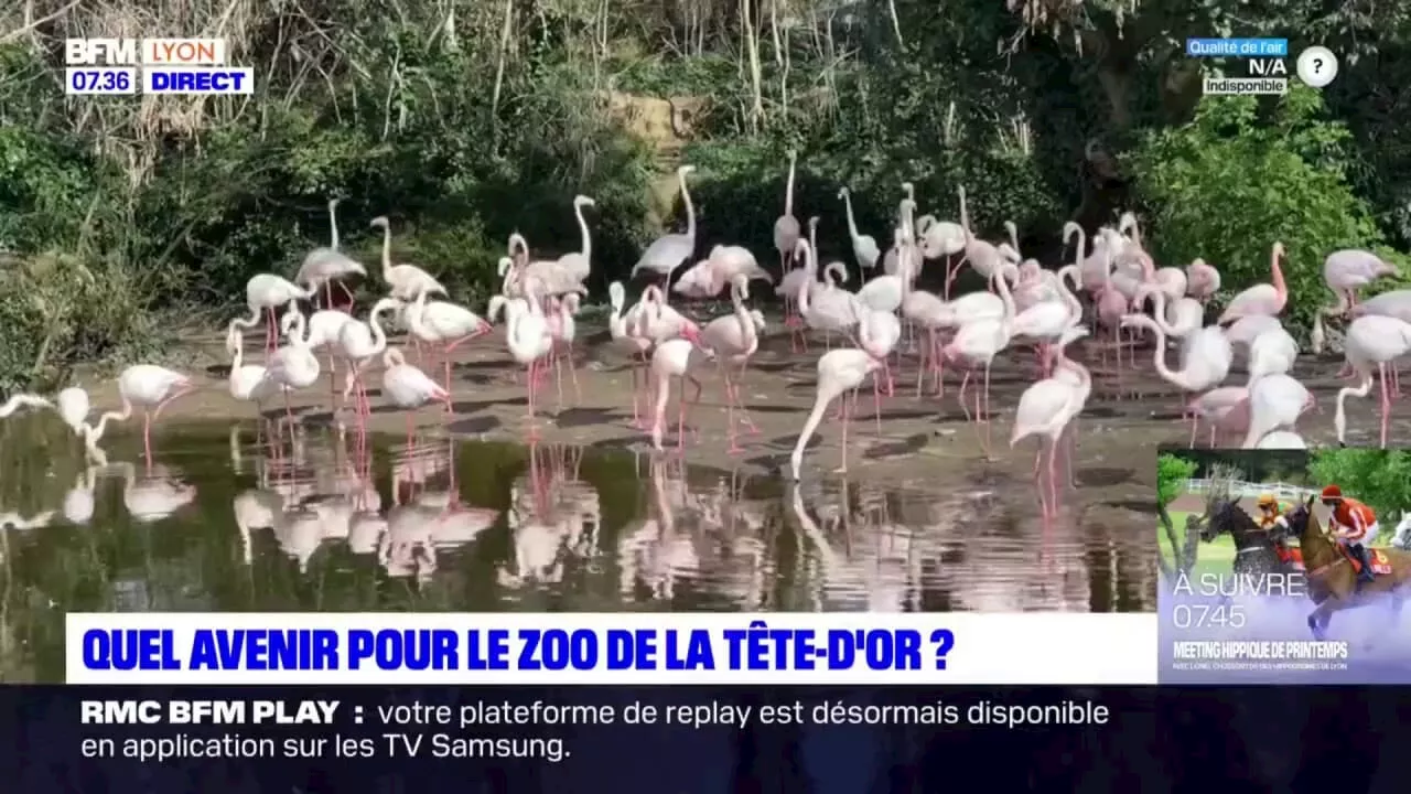 Lyon: quel avenir pour le zoo du parc de la Tête-d'Or?