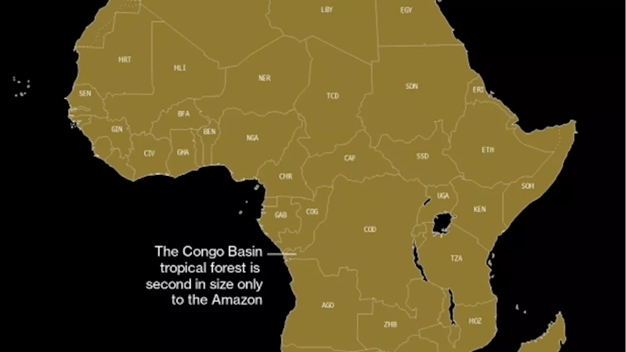 Africa’s Forests Could Help Ease Its Debt Burden, Lazard Says