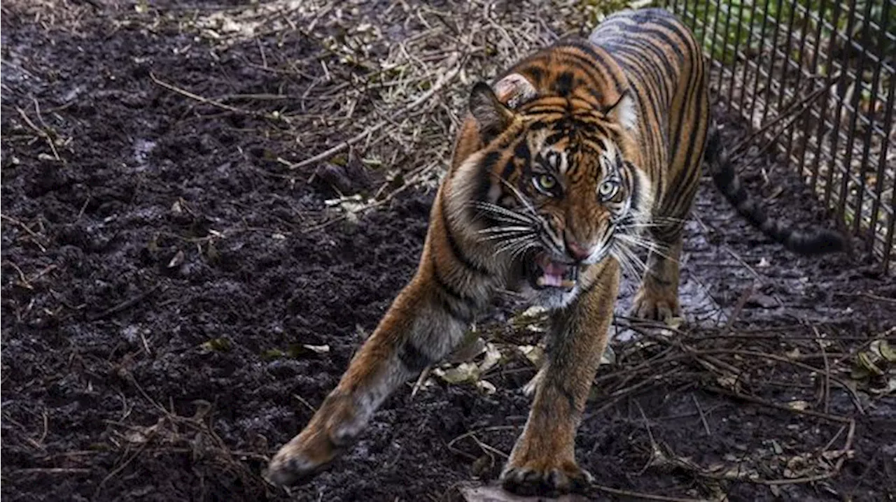 Pakar Ungkap Alasan Harimau Sumatera Serang Manusia Seperti di Lampung