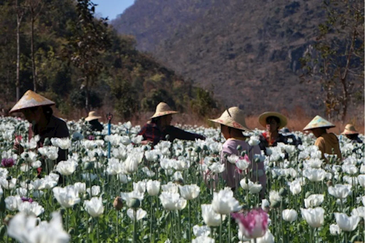 La Birmanie devient le premier producteur mondial d'opium