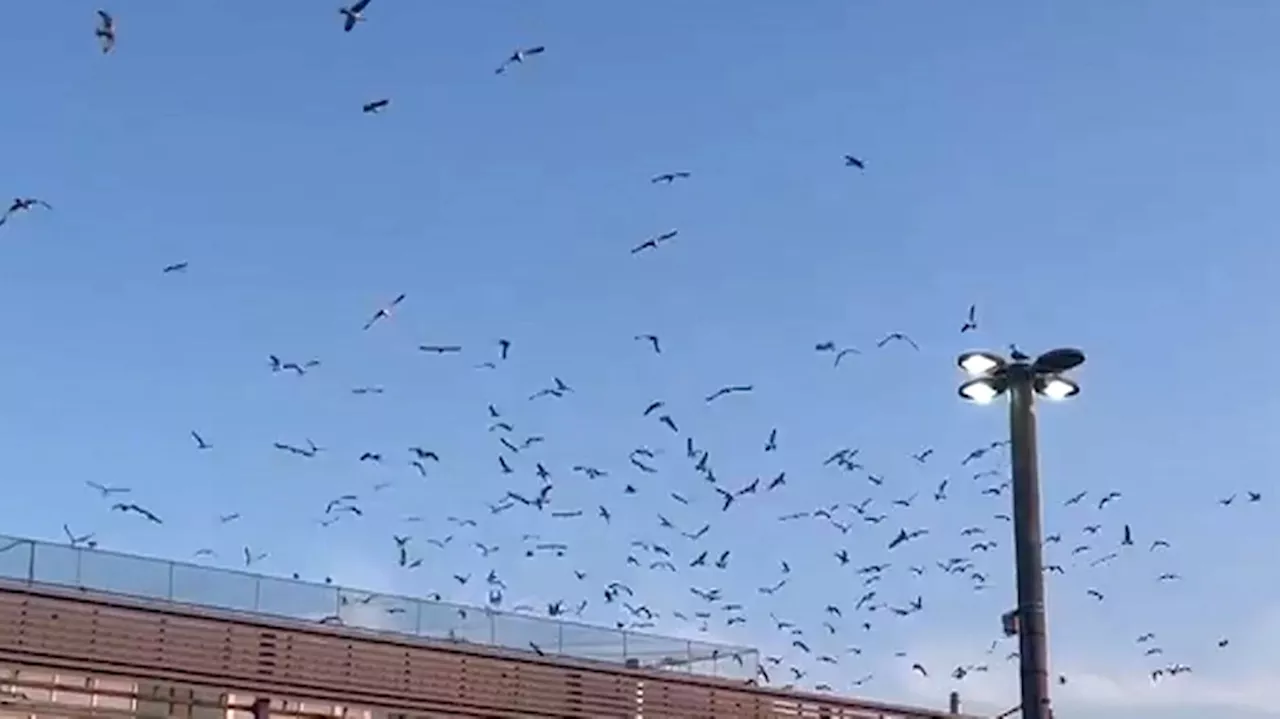 TTC uses sound cannons to combat seagull problem