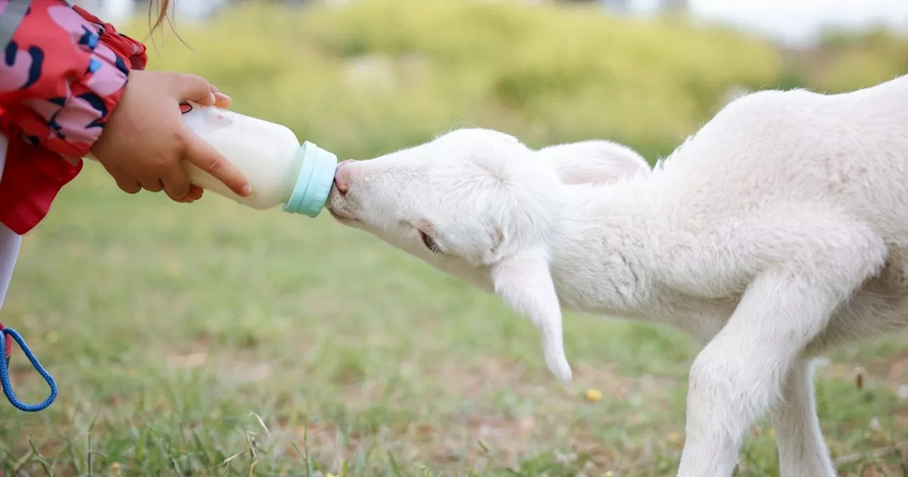 The Scottish 'off-grid' farm named among best Easter family days out in UK