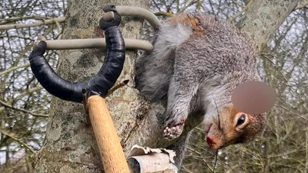 Primary school children are filming themselves killing and torturing wild animals including swans,...