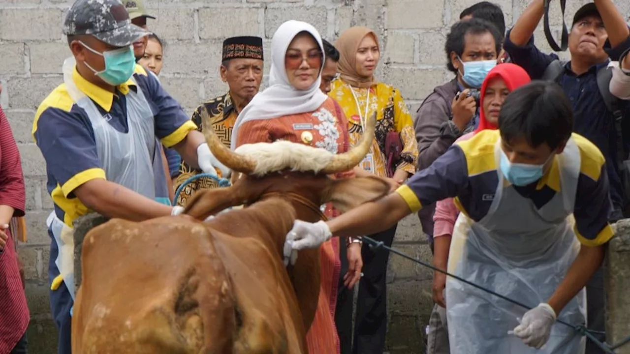 Fortifying Anthrax Transmission, Klaten Vaccinates Livestock on the Central Java-DIY Border