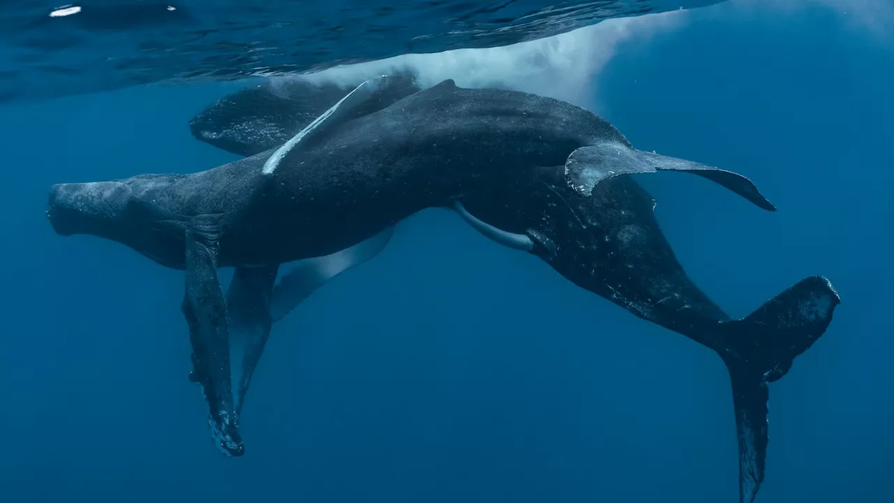 Scientists witness first documented Humpback whale same-sex mating