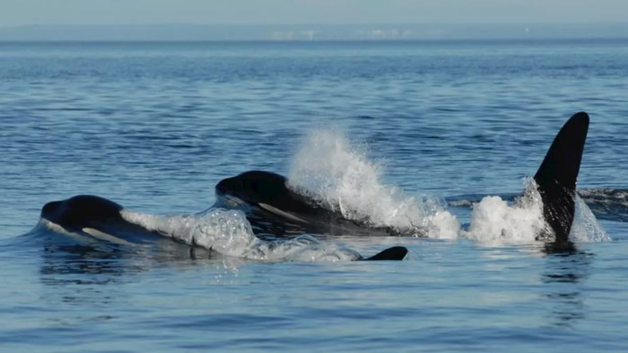 Toothed whale species experiencing menopause tend to live longer