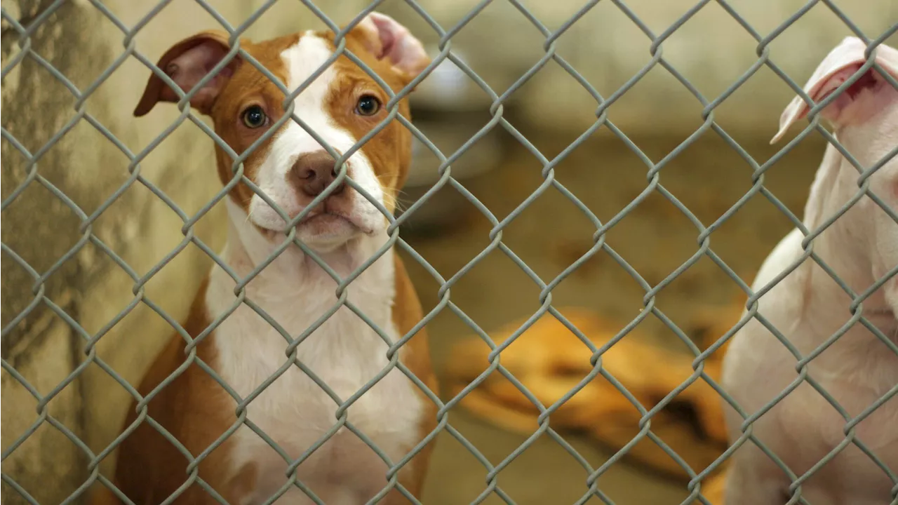 Adottare un cane o un gatto: a chi rivolgersi e come fare la scelta giusta