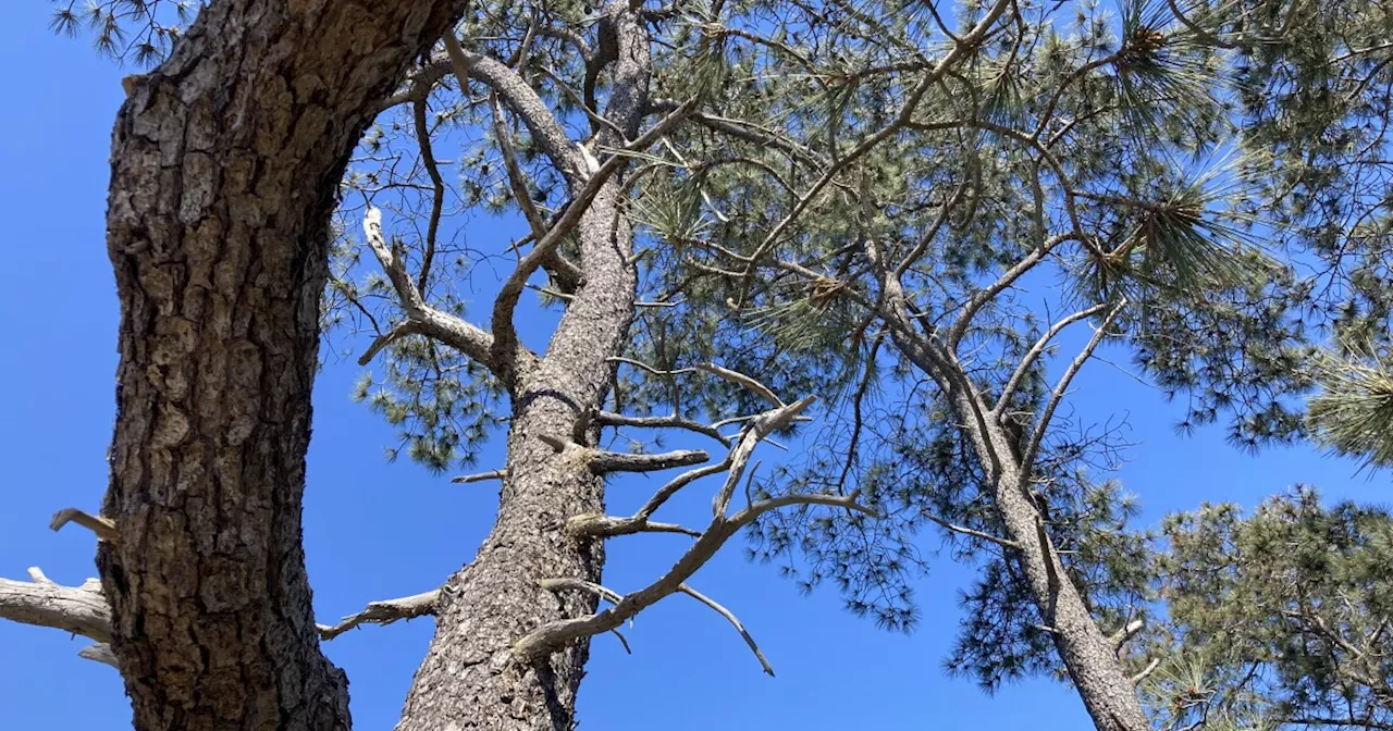 Report: California state parks need money to help combat climate change