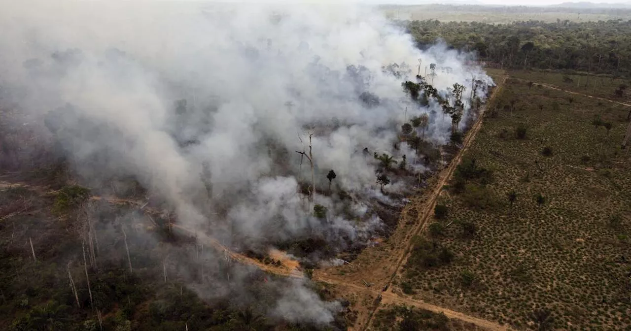 How a California climate win could end up destroying rainforests — and what to do about it