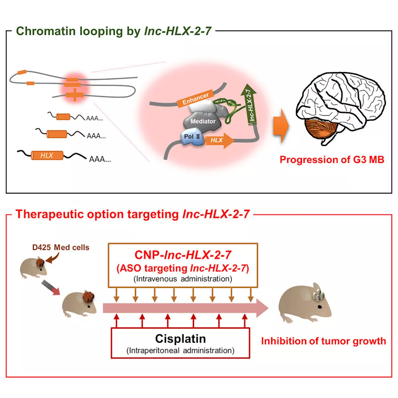 RNA-based therapy shows promise against aggressive childhood brain tumors in mice