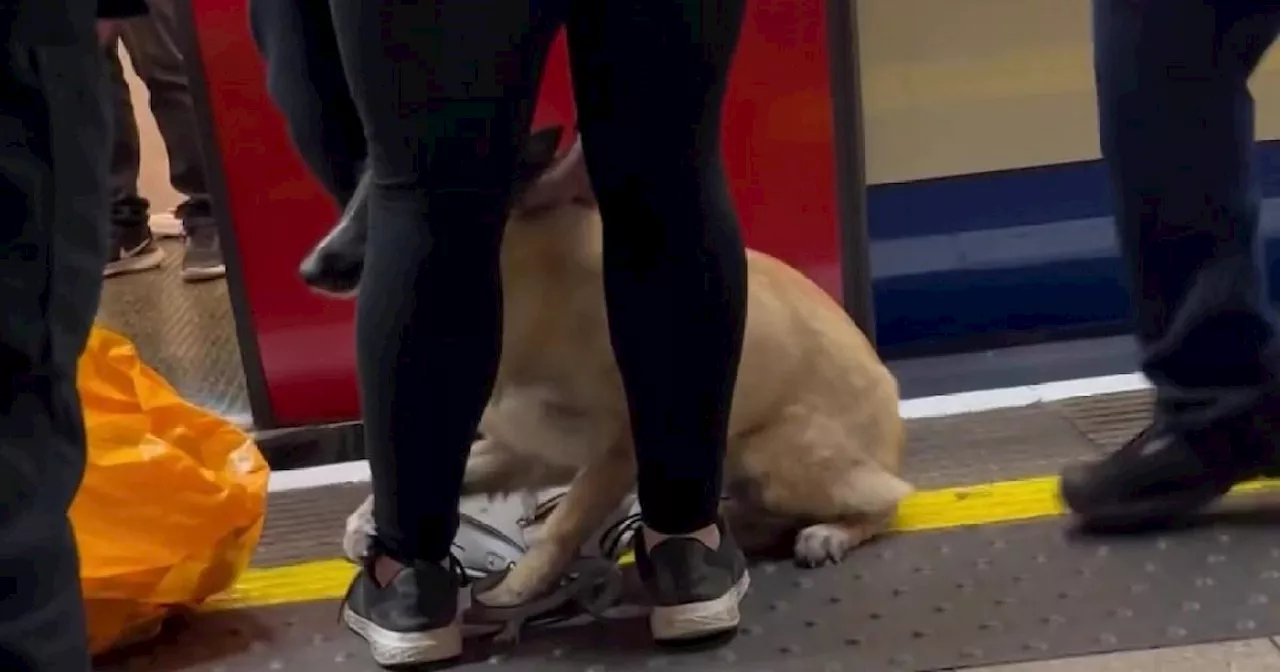 'Intense' moment dog was rescued after falling under a Tube train