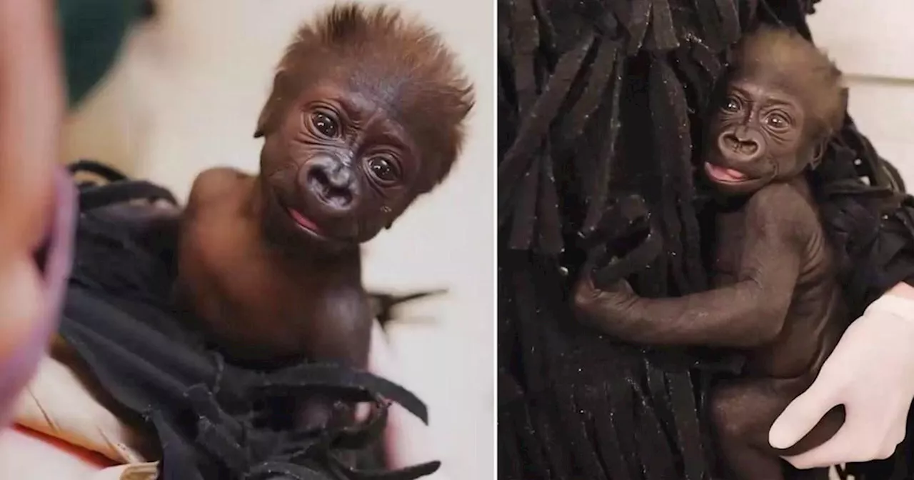 Zookeepers dress up as gorillas to raise baby abandoned by its mum