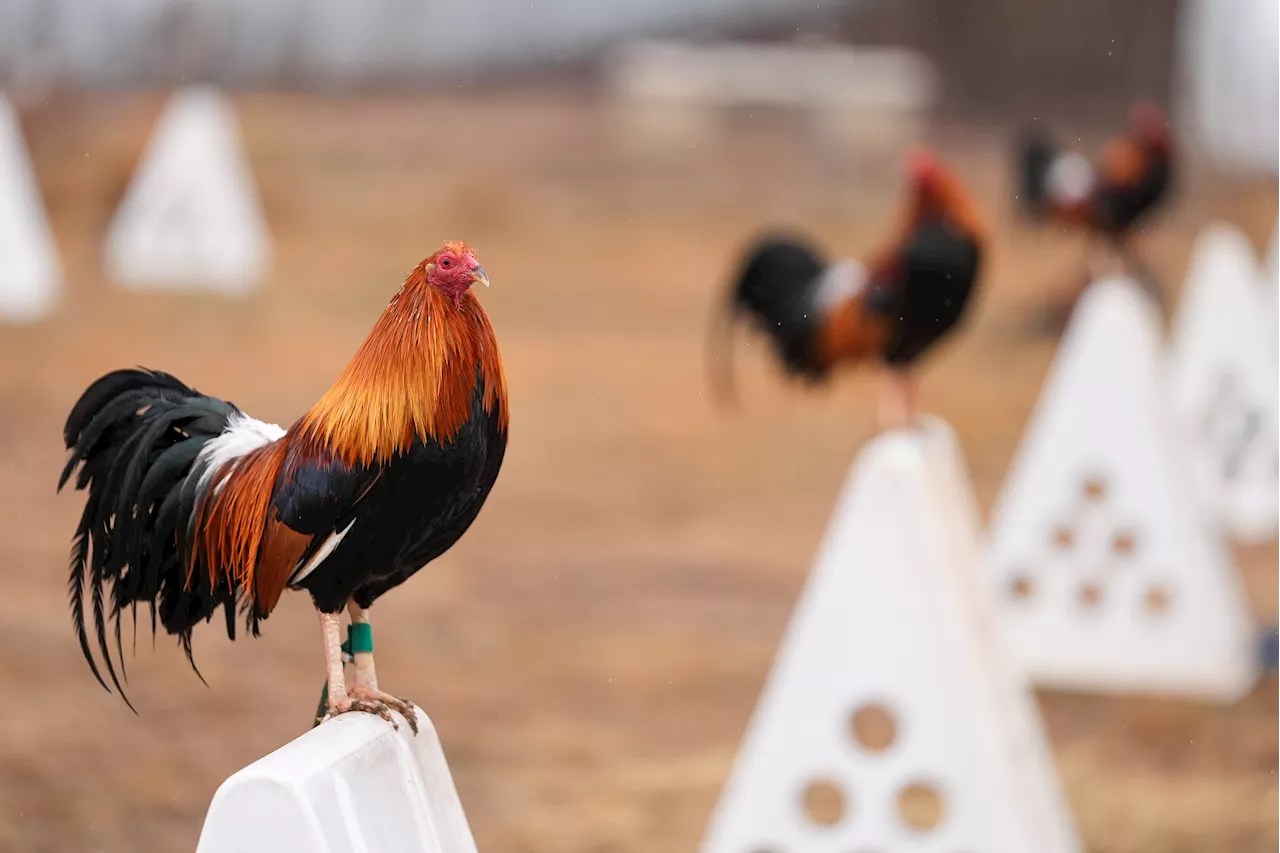 Oklahoma's push to weaken penalties for cockfighting is frustrating opponents of the bloodsport