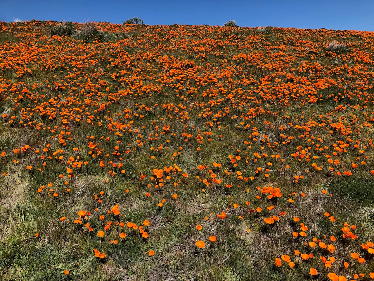 Here's the best time to catch the Antelope Valley poppy reserve's superbloom