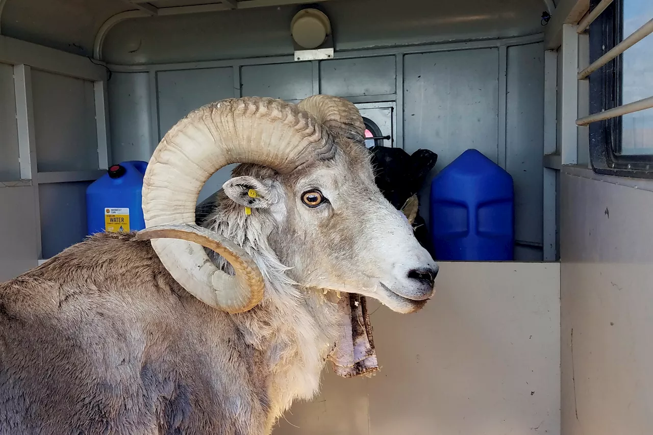 Montana man pleads guilty to creating ‘giant' hybrid sheep with cloned animal parts