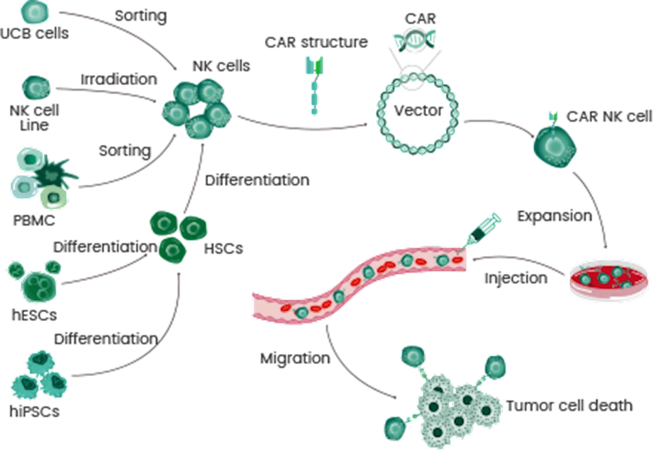 Comprehensive toolkit for advanced CAR-NK cell therapy innovation