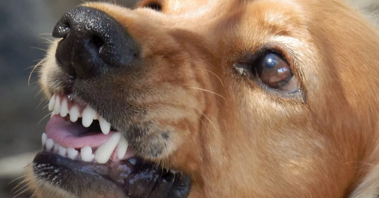 Dogs can alter the sound of their growls to make themselves appear to be larger.