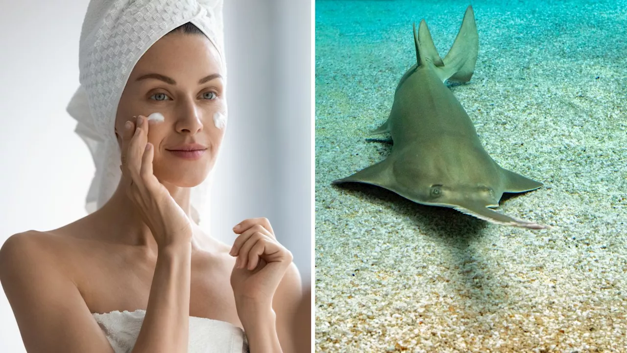 Beauty ingredient squalene linked to hundreds of shark species at risk of extinction, says new research