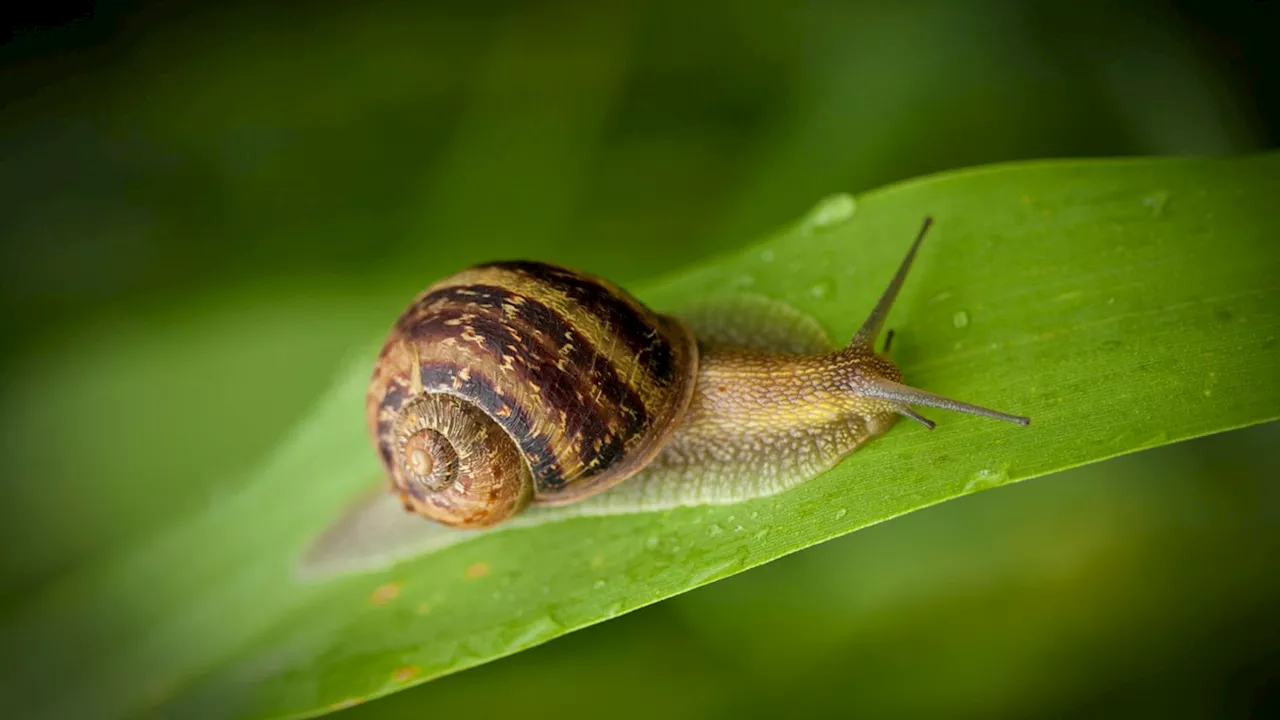 Britons urged to 'make friends' with slugs and snails as only a 'small fraction' cause havoc for gardeners