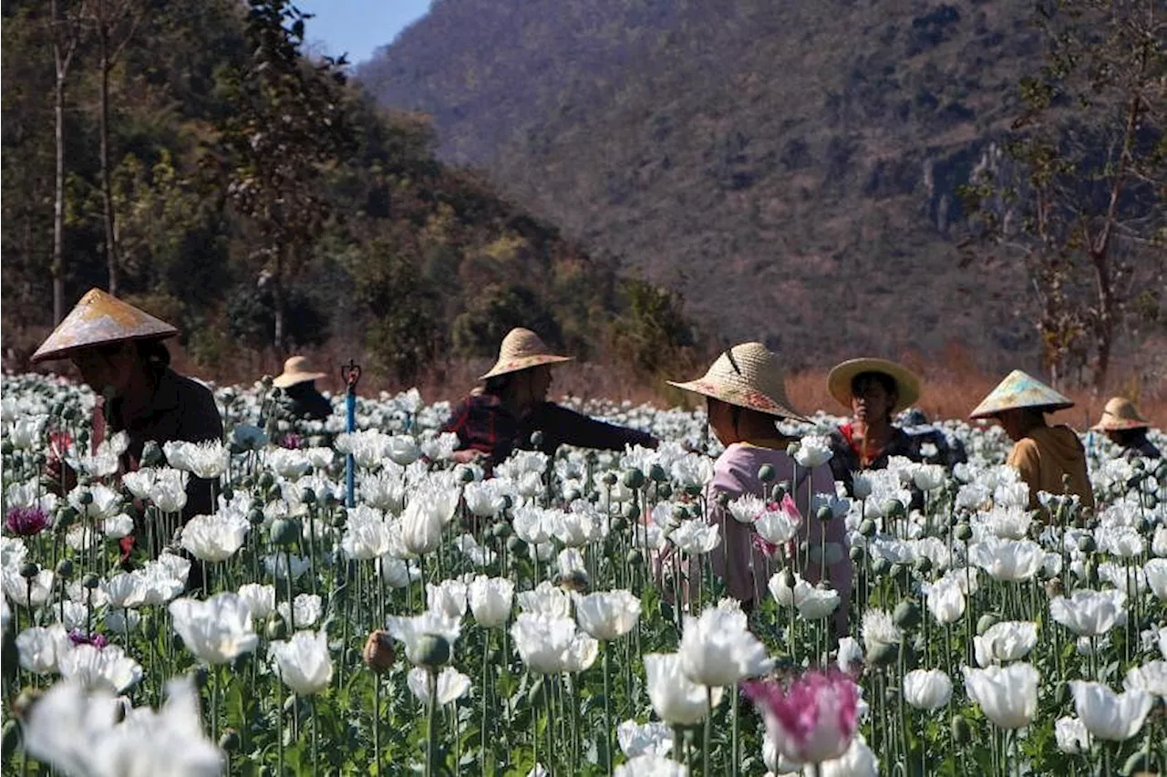 Myanmar Becomes World's Largest Opium Producer in 2023