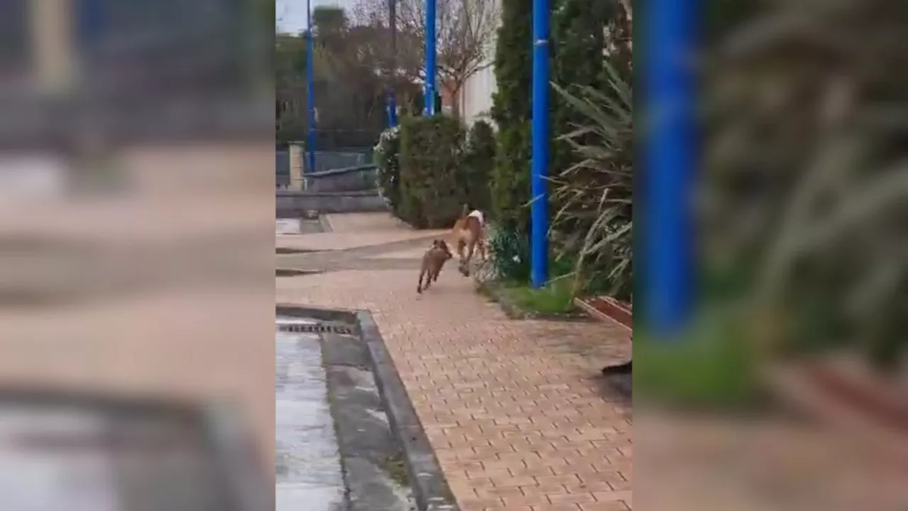 Vidéo. Un bébé sanglier et un chien gambadent ensemble au cœur d’un bourg de Dordogne