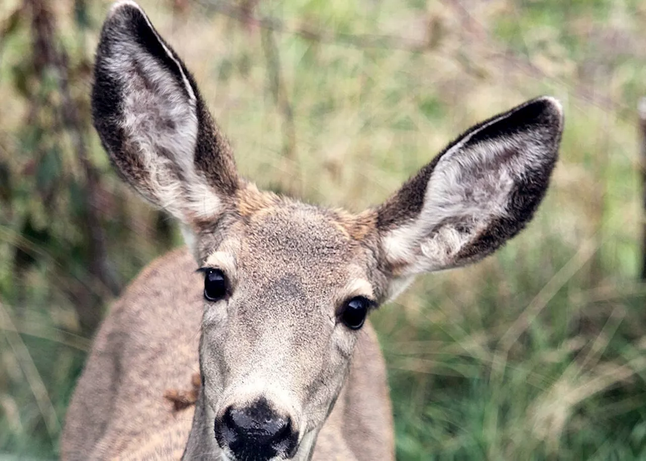 B.C. to cull 25 deer near Cranbrook after discovery of fatal wildlife disease