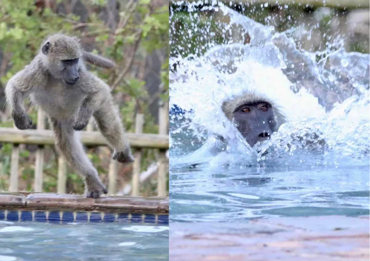 Look: Baboons have a pool party at Skukuza