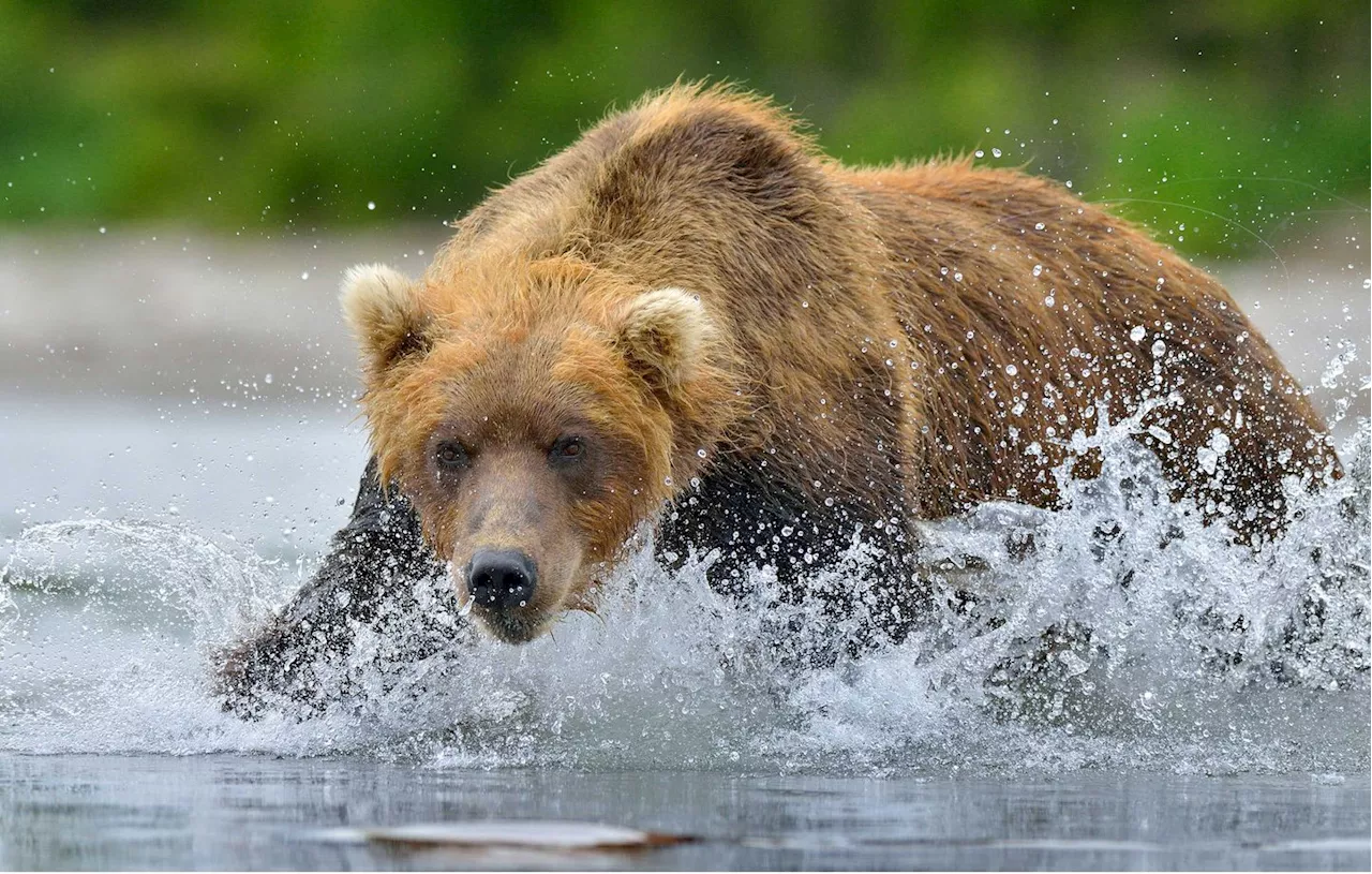 Doubs : Une peau et une tête d’ours découverts dans une fourgonnette