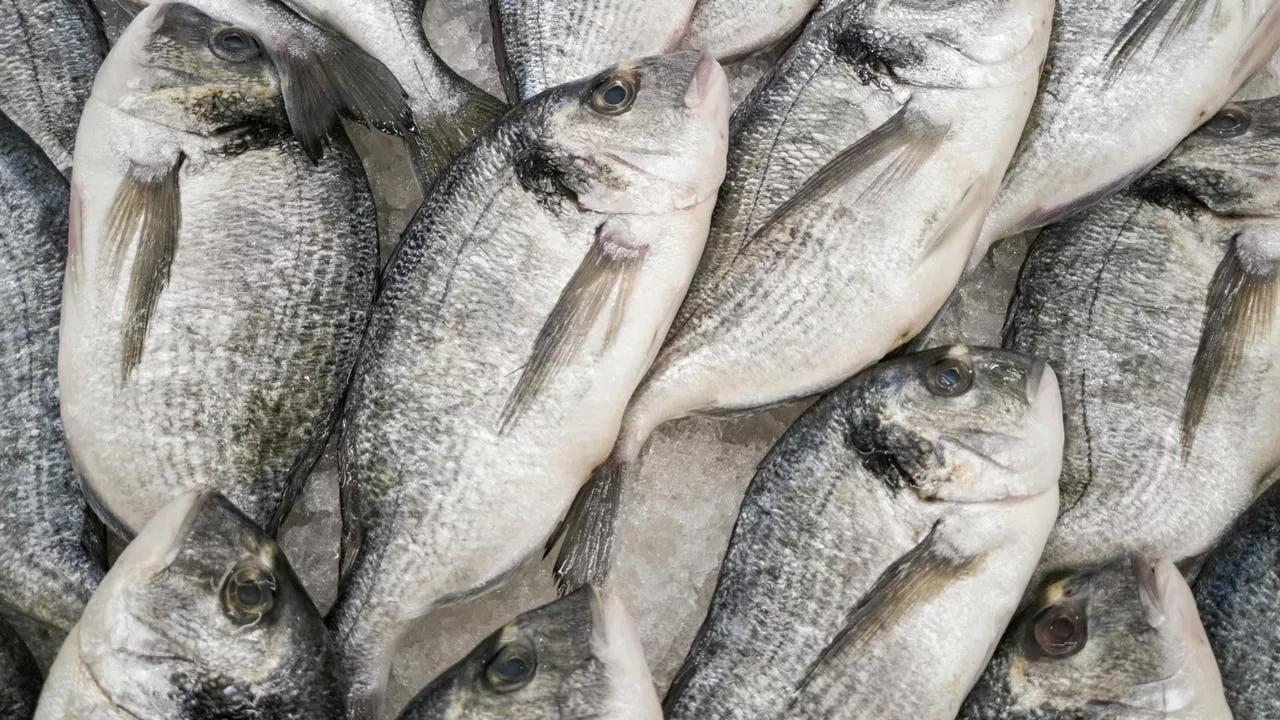 El Sistema de Alertas Europeas de Seguridad Alimentaria ordena la 'destrucción' de este pescado por