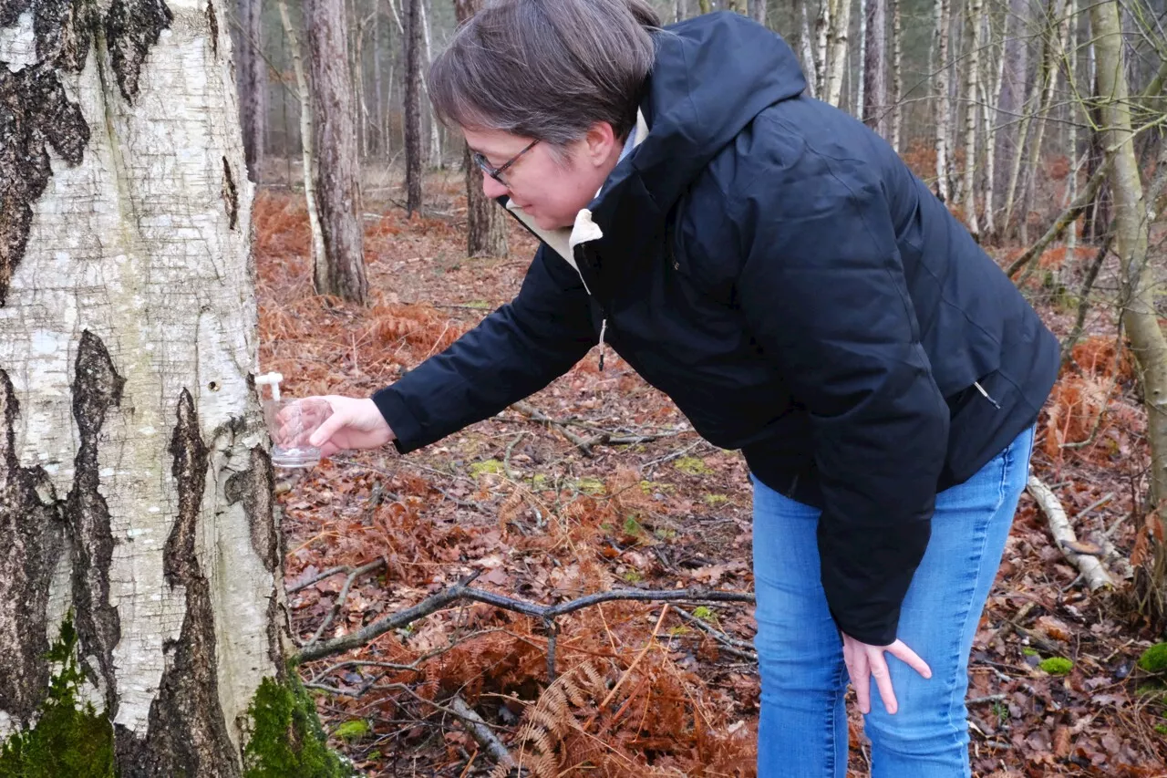 Elle récolte l'eau de bouleau près d'Évreux : 'On est dans le bien-être'