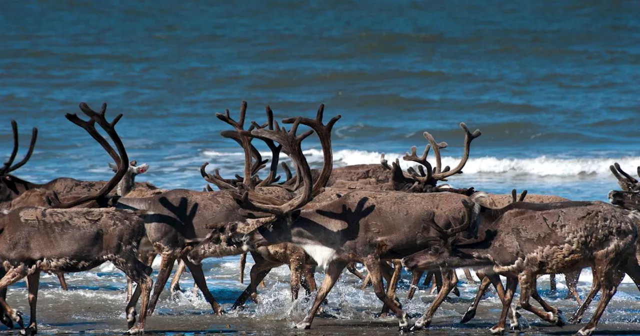 Caribou declines causing angst for Alaska hunters are part of a wider North American trend