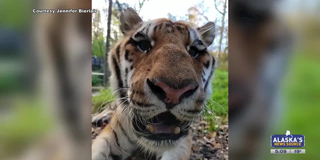 Beloved Amur tiger dies after 16 years at Alaska Zoo