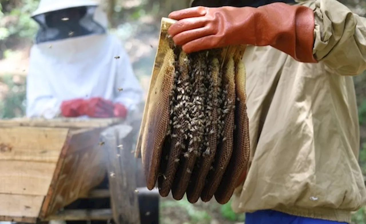 Zimbabwe: Beekeeping Offers Opportunity to Zimbabwean Farming Communities