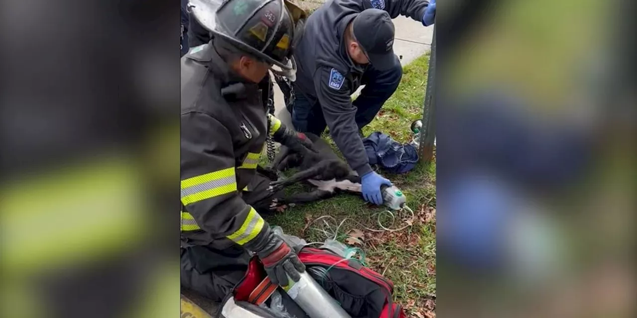 Cleveland first reponders save pet during west side fire