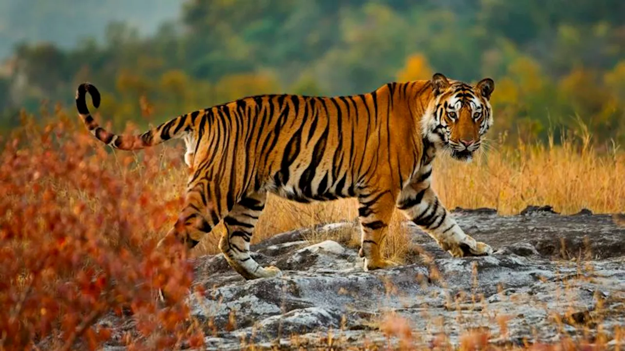 How NASA and Google Earth are helping save tigers