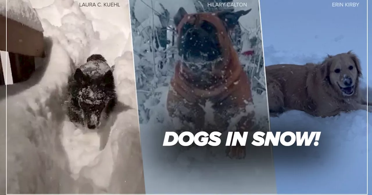 Dogs in snow! Colorado's pups enjoy the storm