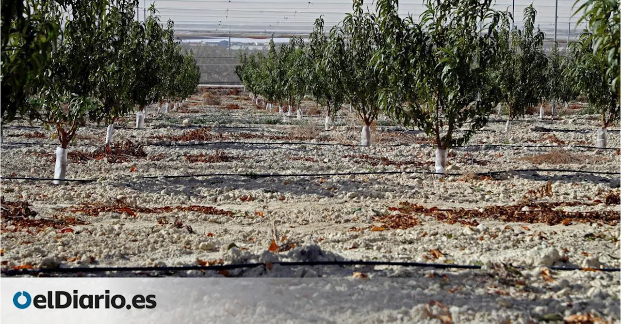 La inacción de cinco comunidades líderes en regadío y ganado porcino arrastra a España a una condena por contaminación