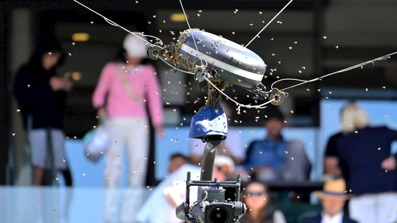 Bees swarm court and force long delay during Alcaraz-Zverev match