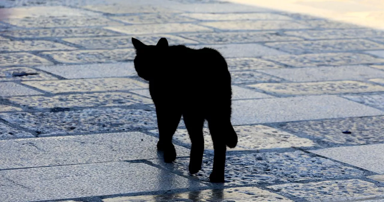 Japanese City Warns Locals About Loose Cat That Dipped Into Toxic Chemicals At Factory