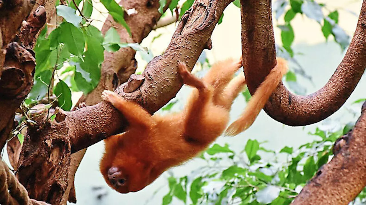 Süß, aber selten: Im Straubinger Zoo gibt es Goldene Löwenäffchen