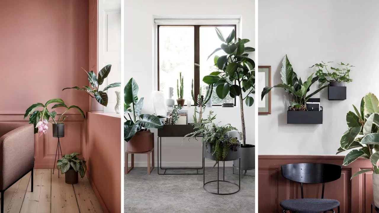 How to repot your house plants, and the signs that you need to