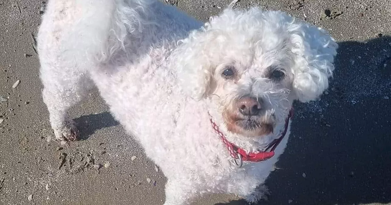 Owners of dog mauled to death by unmuzzled pit bull in Dublin tell of grief