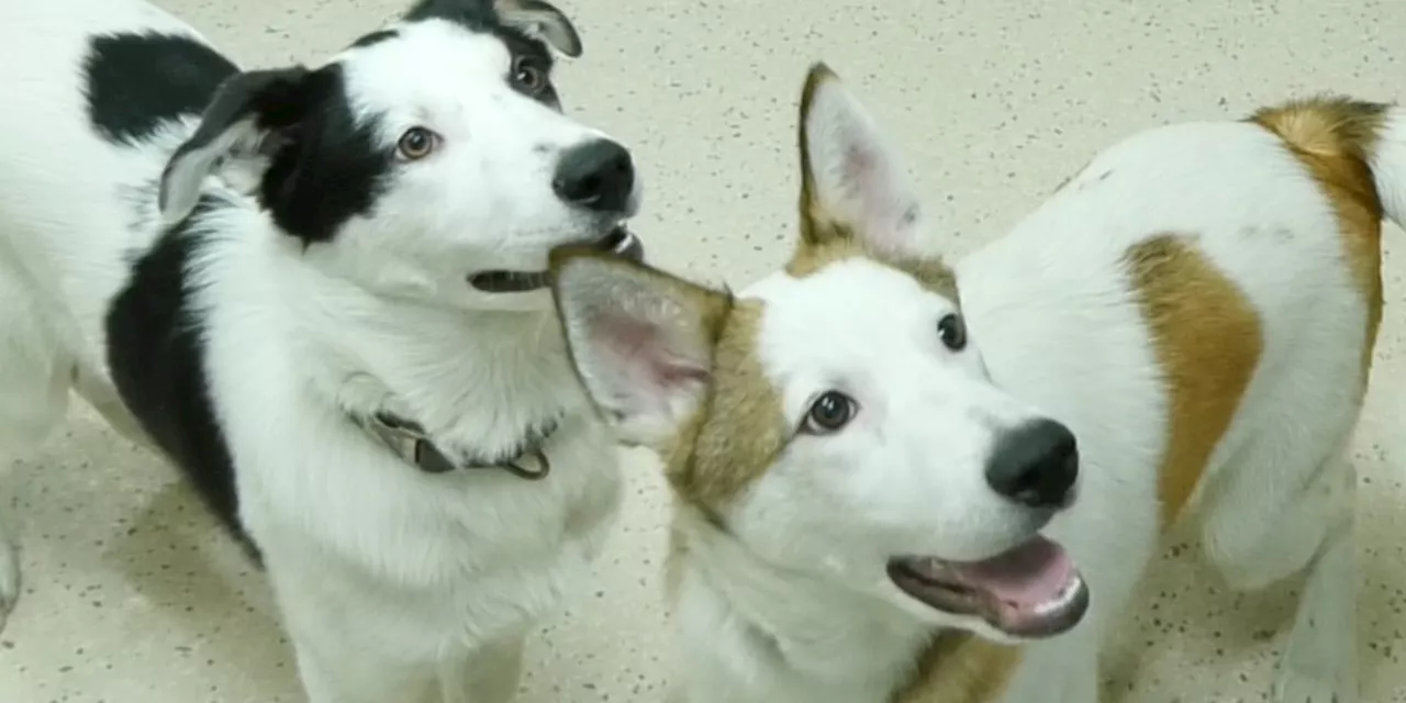 Pet of the Week: Oreo and Jellybean