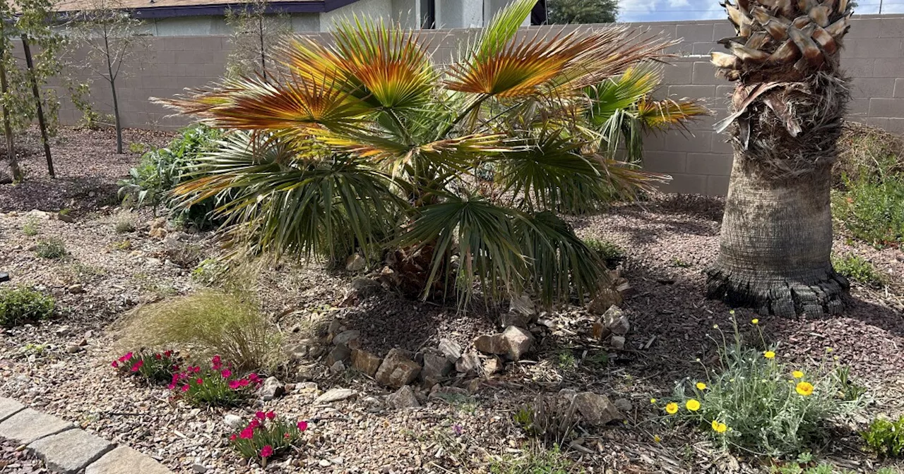 One Dodge Flower neighbor focuses on water conservation — in his own yard