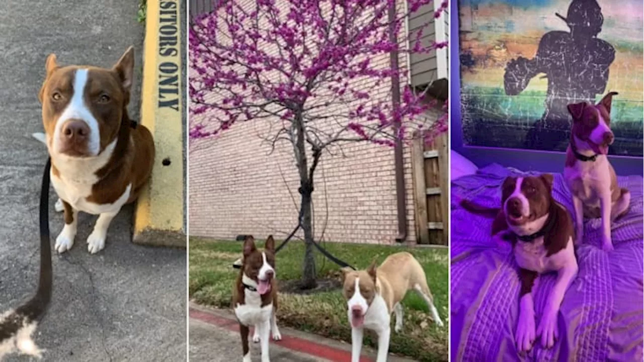 Dogs abandoned in Houston’s January freeze find forever home thanks to Click2Houston!